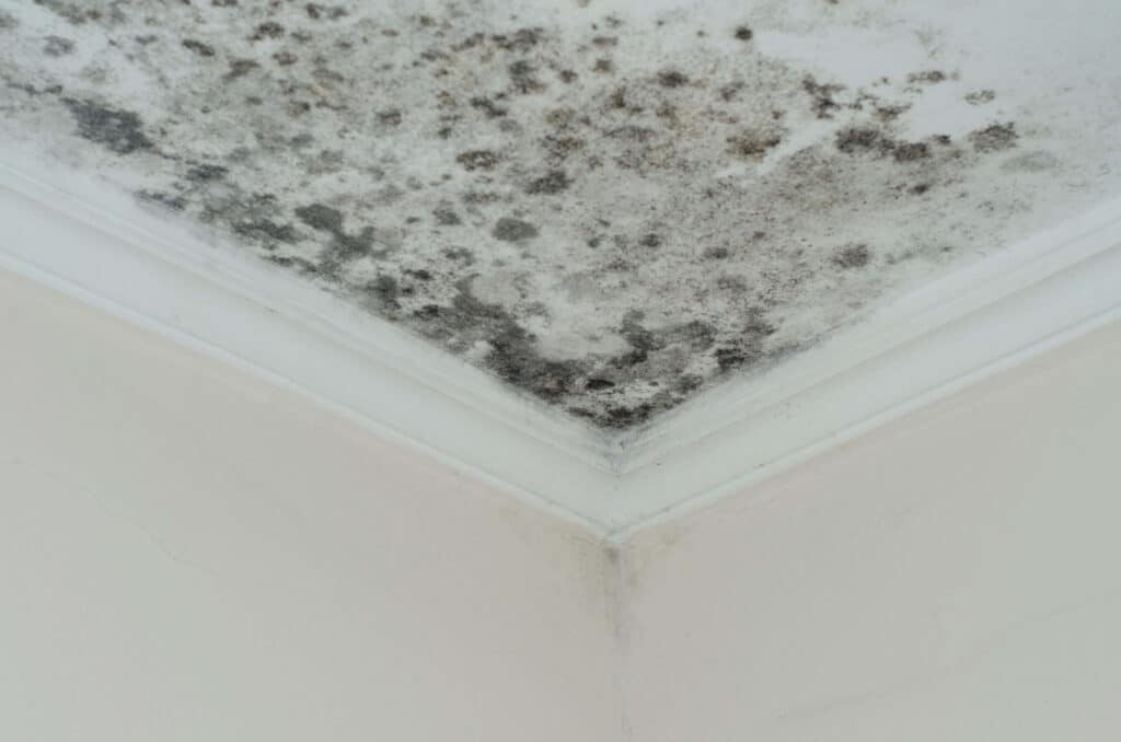 Mold growing in corner of a home's ceiling