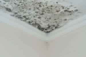 Mold remediation