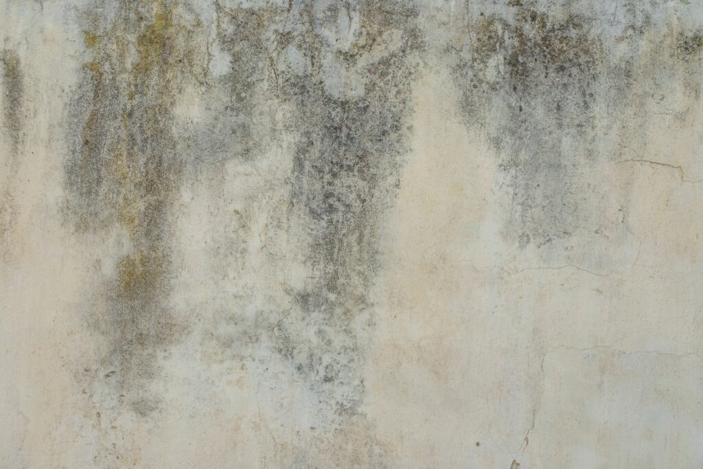 mold on wall