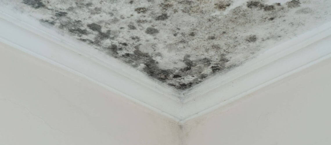 Mold remediation