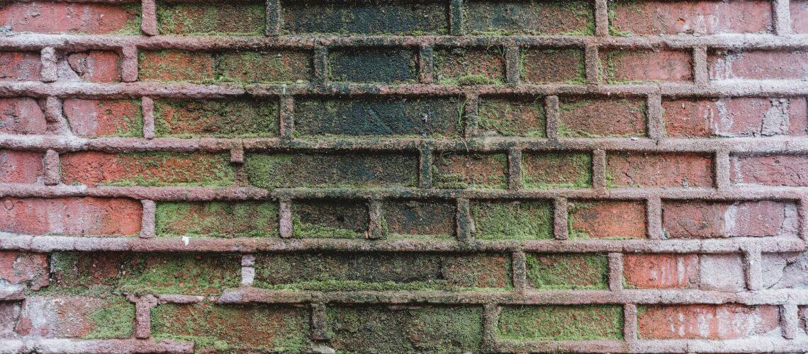mold