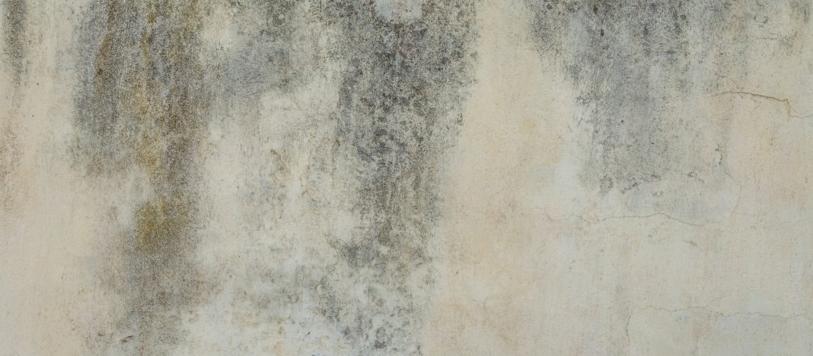 mold on wall